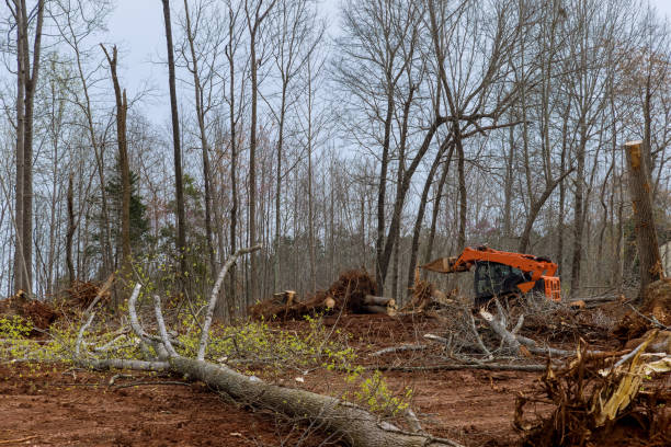 Best Tree Mulching  in Little Falls, NY