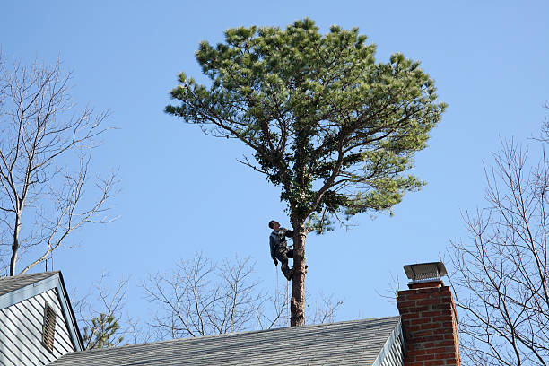 Best Hazardous Tree Removal  in Little Falls, NY