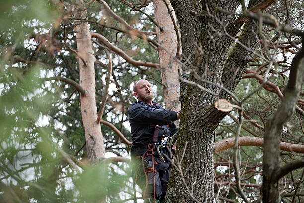 Best Tree Cabling and Bracing  in Little Falls, NY